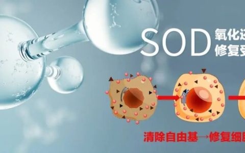 养肝就是养命，SOD是肝脏最好的“疗养师”