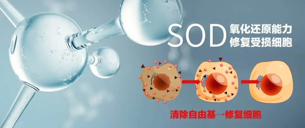 养肝就是养命，SOD是肝脏最好的“疗养师”