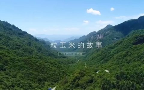 一粒玉米的故事