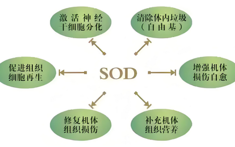 40岁后的健康危机：SOD断崖下跌，你该怎么办？