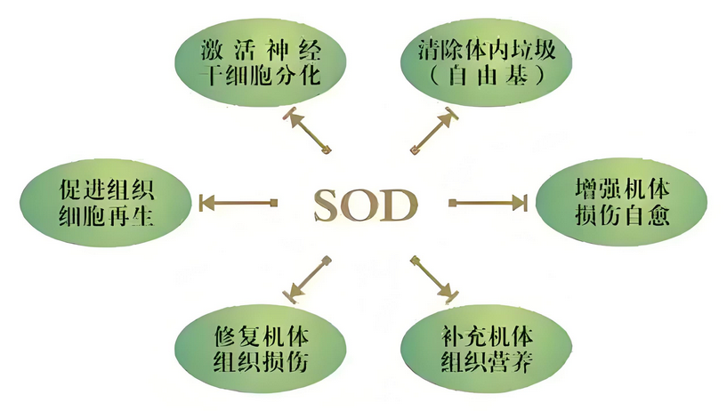 40岁后的健康危机：SOD断崖下跌，你该怎么办？