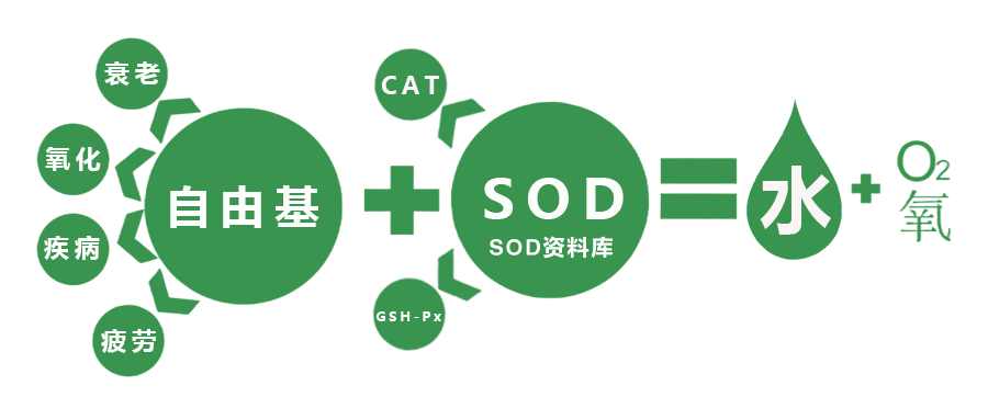 SUDOKU玉米胚芽粉固体饮料